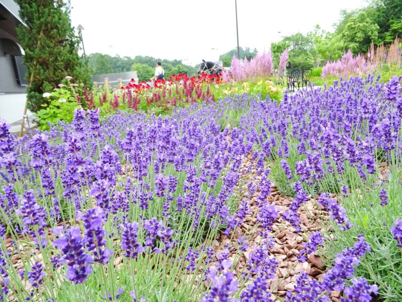 岩見沢SAのガーデン