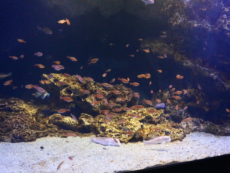 京都水族館川のいきもの