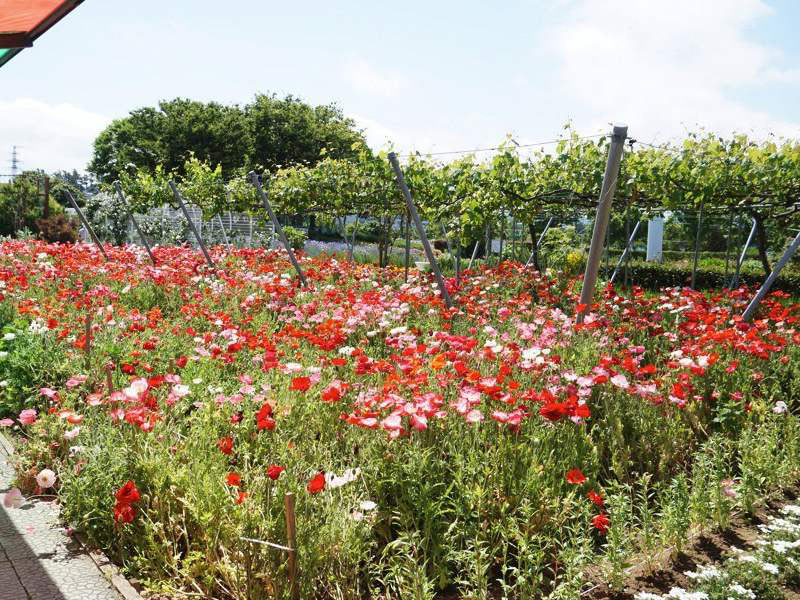 道の駅にしめ　ハーブワールドAKITA園内