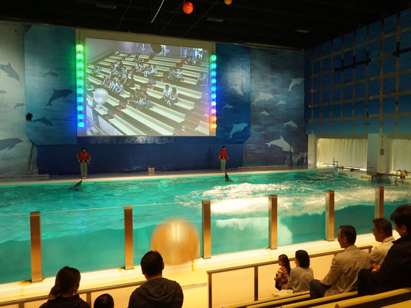 浅虫水族館　イルカパフォーマンス1