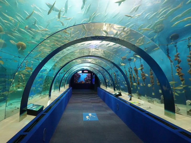 浅虫水族館　トンネル水槽