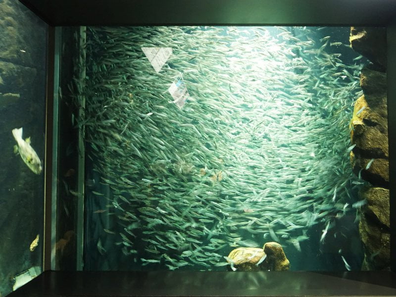 加茂水族館水槽2