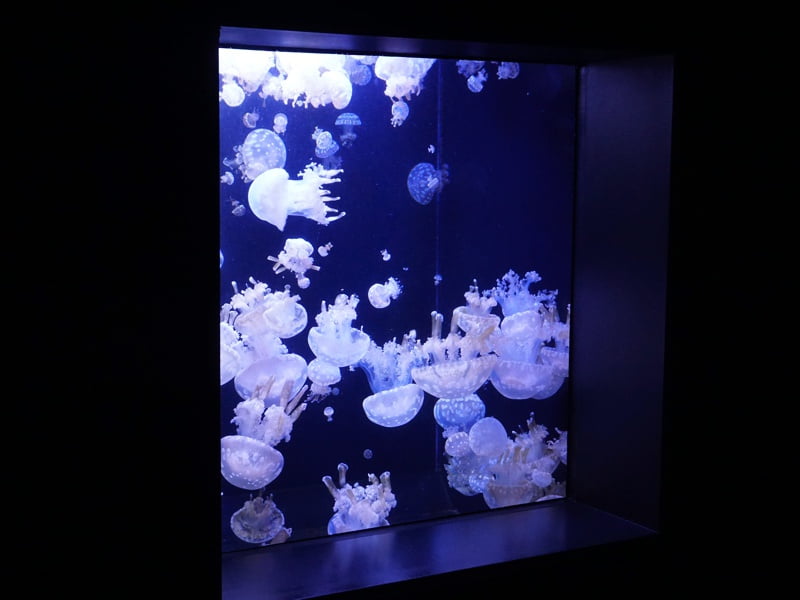 加茂水族館くらげ2