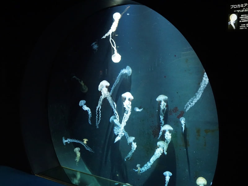 加茂水族館くらげ3