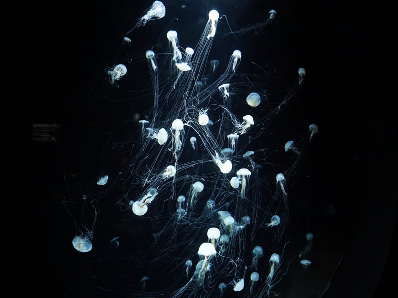 加茂水族館くらげ5