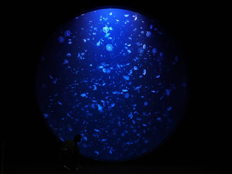 加茂水族館くらげ大水槽