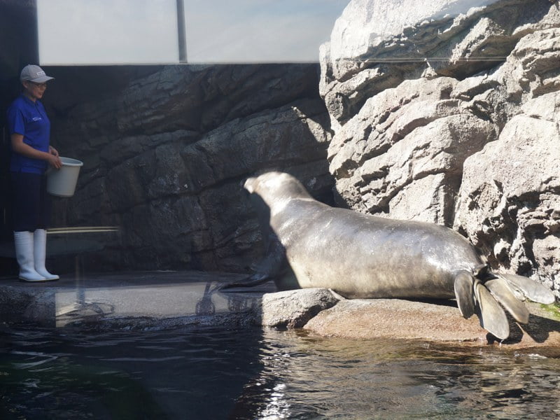 加茂水族館アシカ