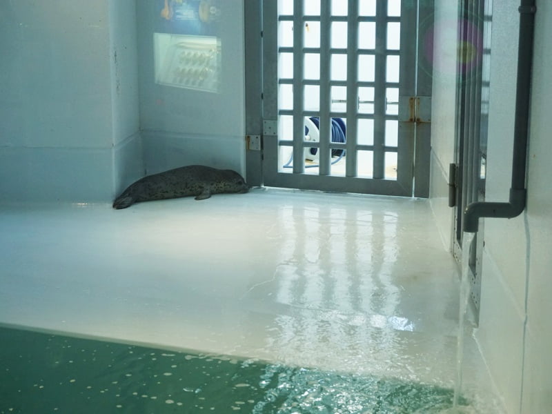 加茂水族館アザラシ