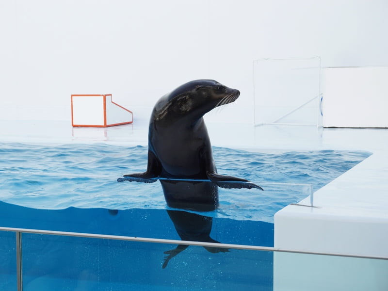 加茂水族館アシカショー2