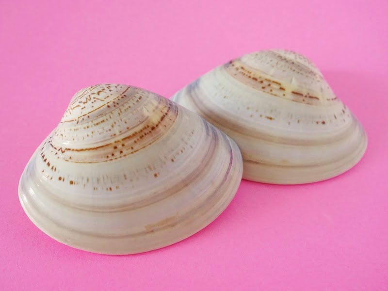 長門屋 貝千年　貝