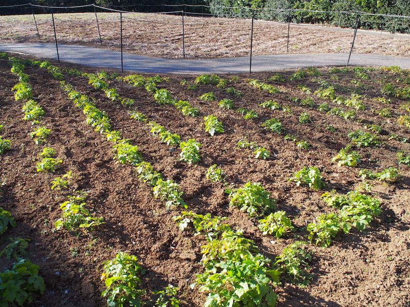ローズマリー公園の花壇