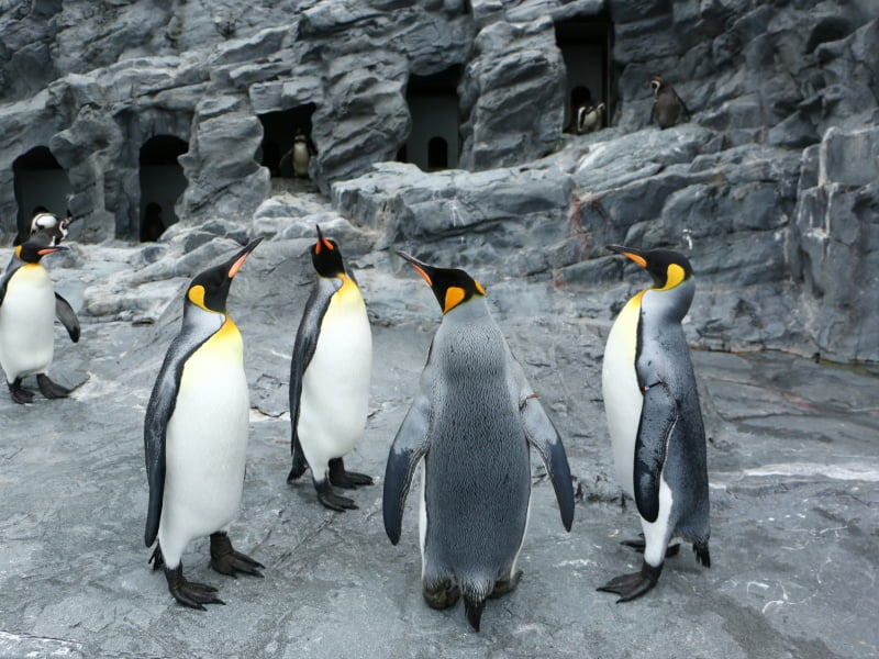 旭山動物園のペンギン