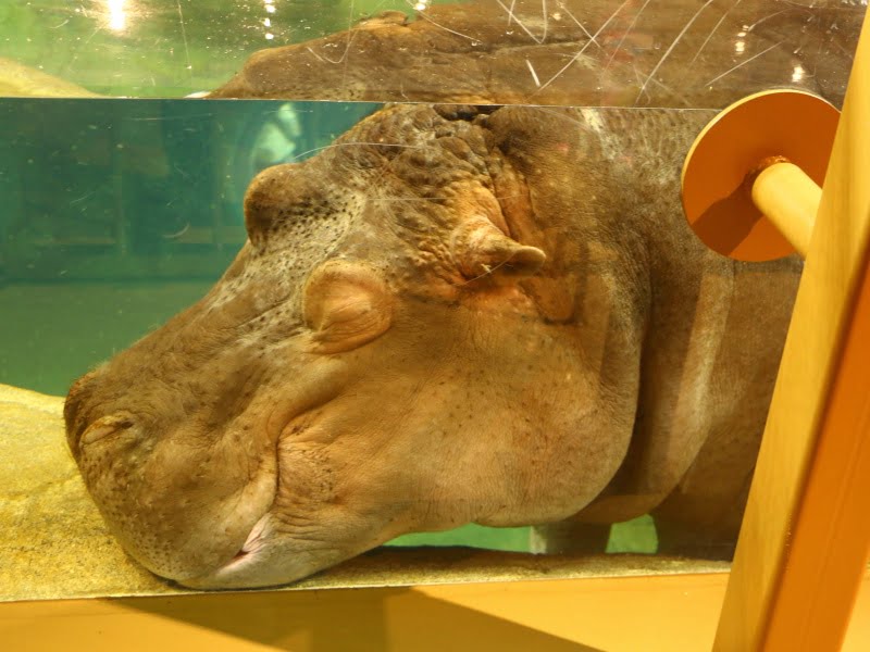 旭山動物園のかば