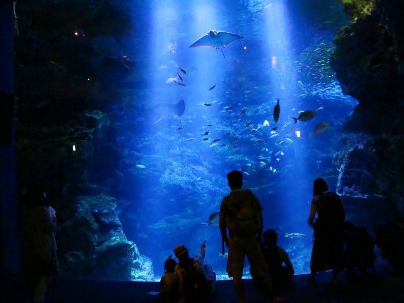 京都水族館エイなど