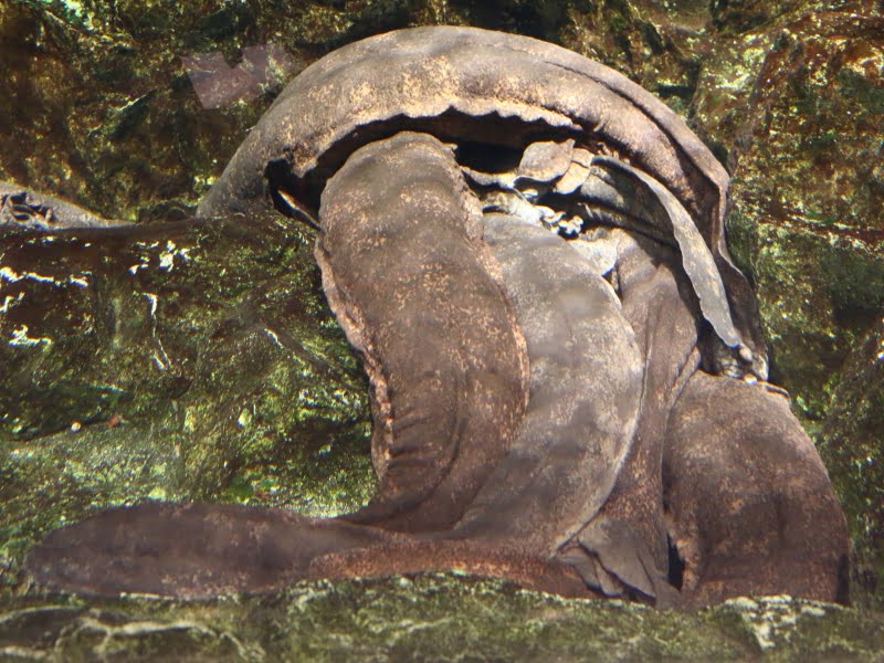 京都水族館オオサンショウウオ