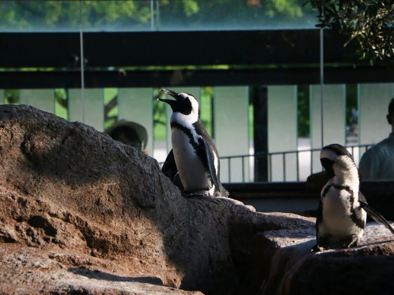 京都水族館ペンギン