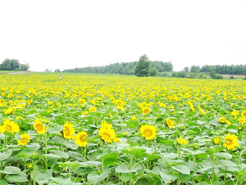 道の駅「北竜」近くのひまわり畑