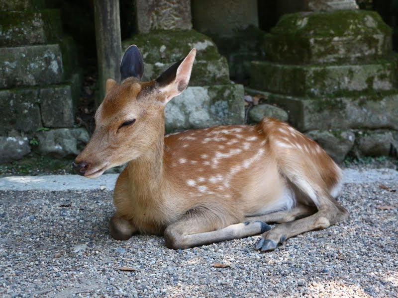 春日大社近くの鹿