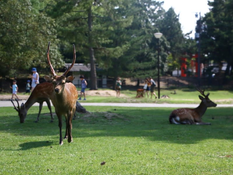 奈良公園の鹿