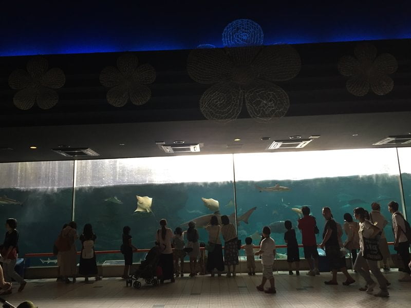 神戸市立須磨海浜水族園大水槽