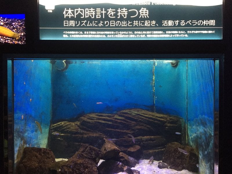 神戸市立須磨海浜水族園水槽