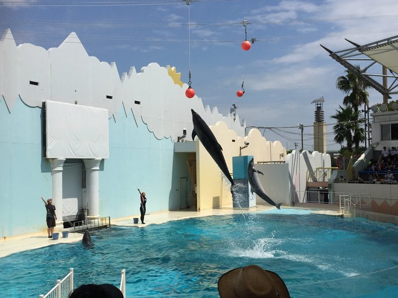 神戸市立須磨海浜水族園イルカショー