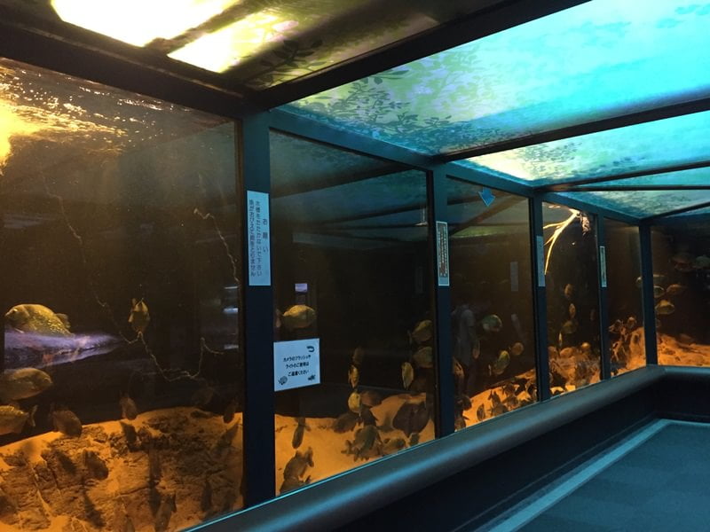 神戸市立須磨海浜水族園アマゾンエリア