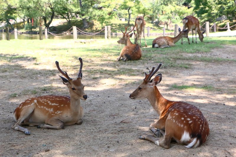 東大寺の鹿