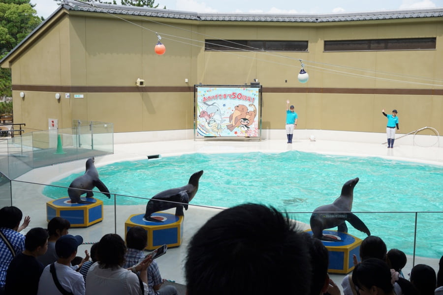 宮島水族館アシカライブ