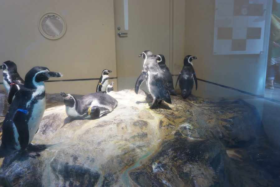 宮島水族館ペンギン