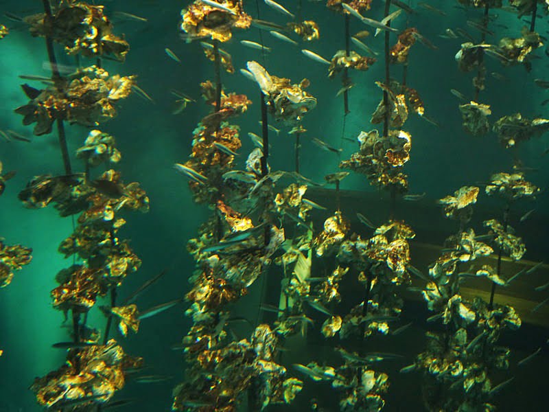 宮島水族館水槽2