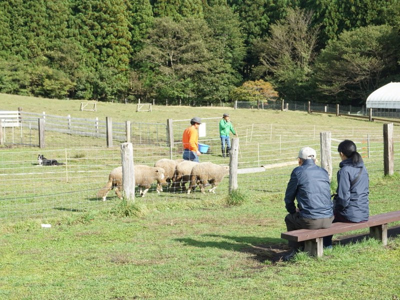 小岩井農場ひつじショー