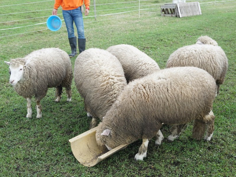 小岩井農場ひつじ