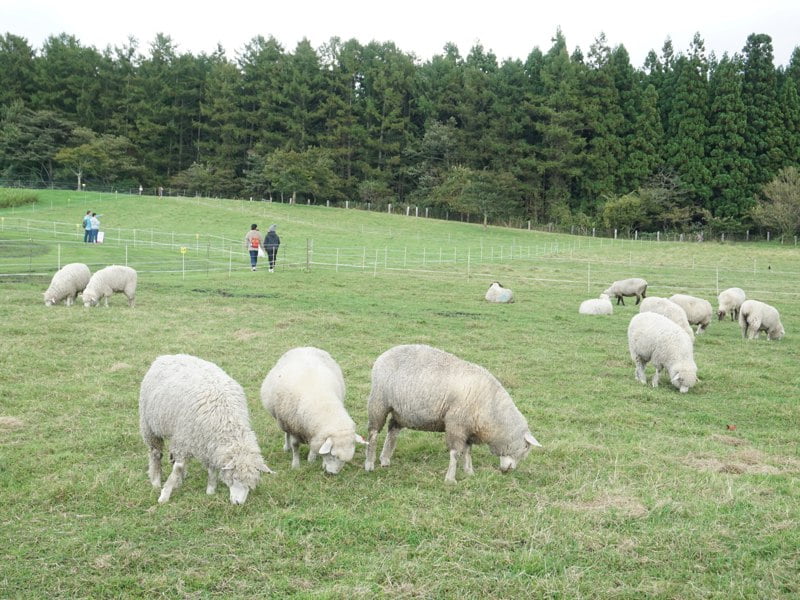 小岩井農場ひつじ2