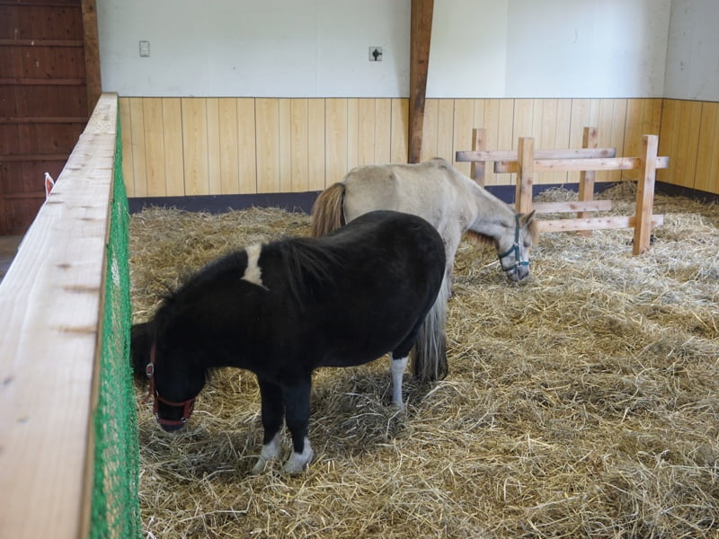 小岩井農場ポニー