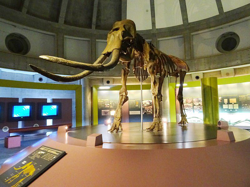 道の駅忠類 博物館内