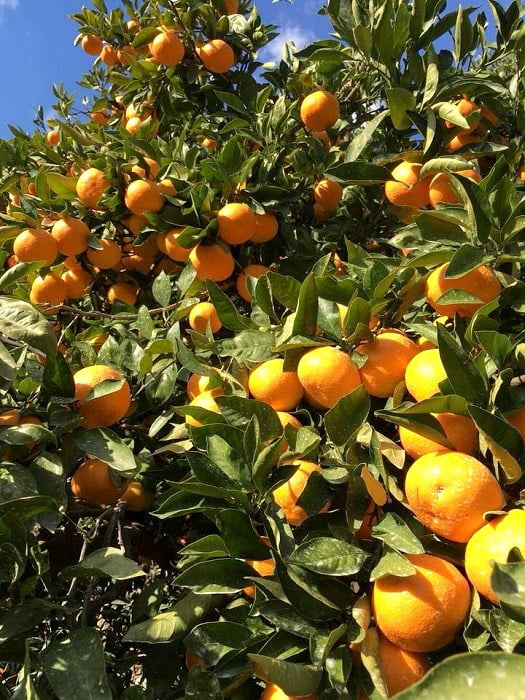 藤長農園の有田みかん
