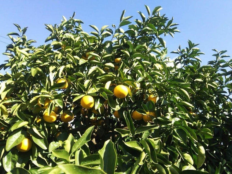 藤長農園の八朔