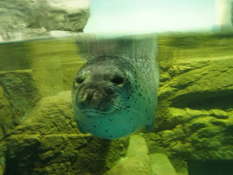 浅虫水族館 アザラシ