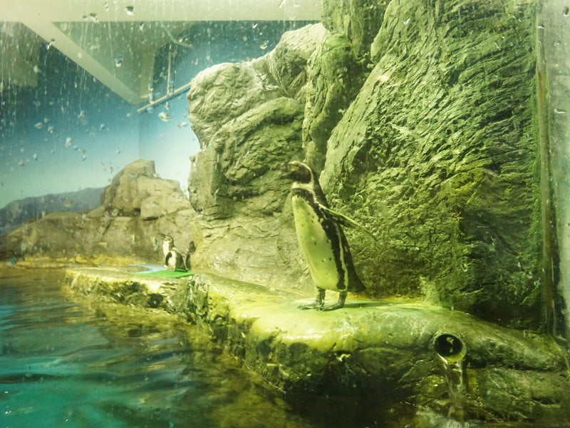 浅虫水族館 ペンギン