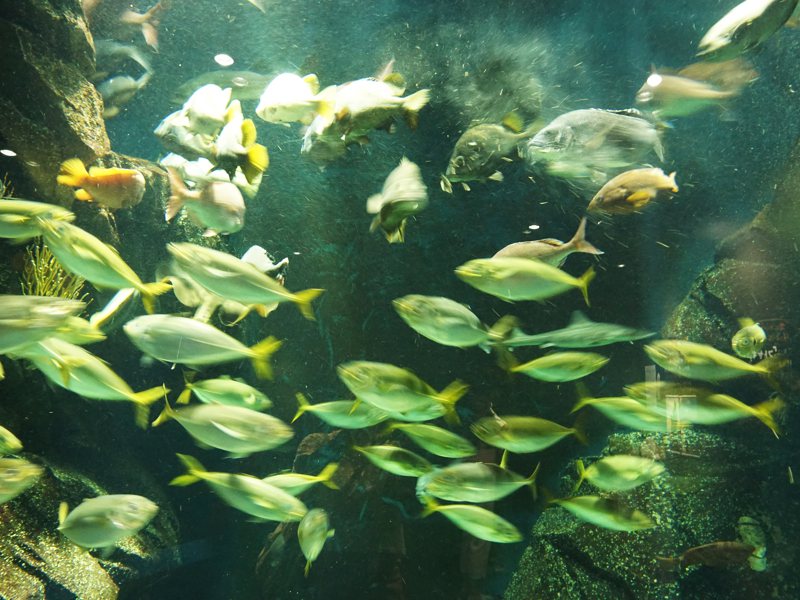 加茂水族館水槽