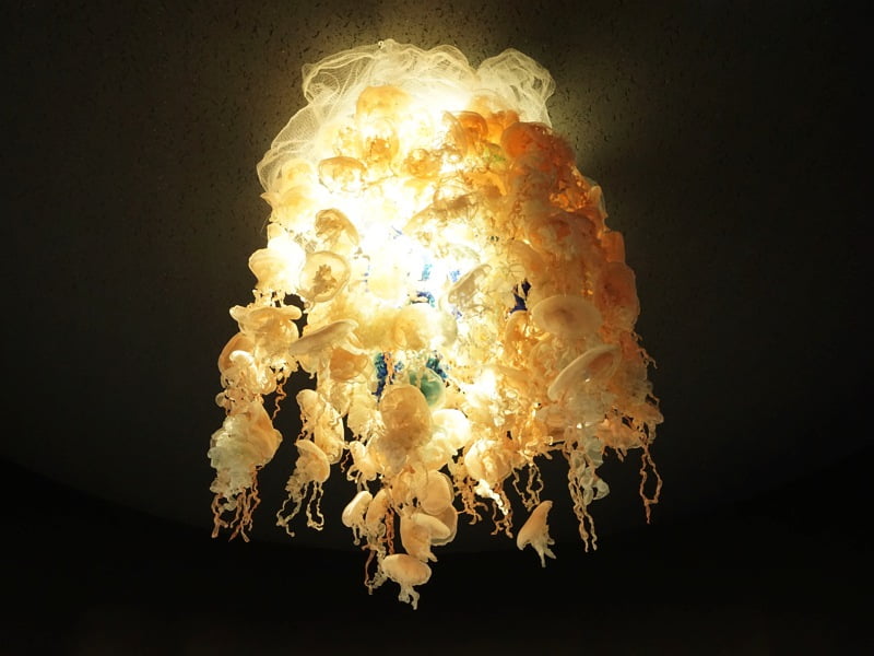 加茂水族館くらげ1