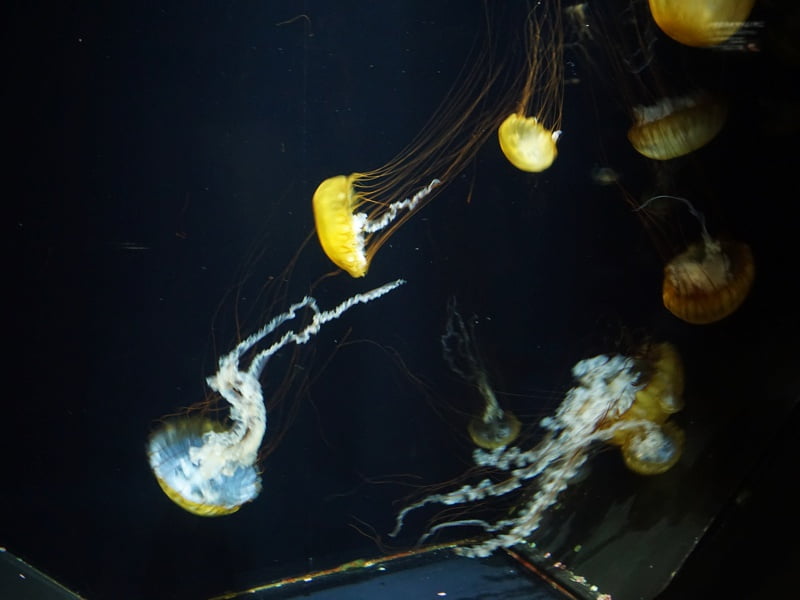 加茂水族館くらげ4