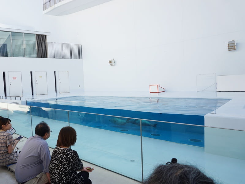 加茂水族館アシカプール