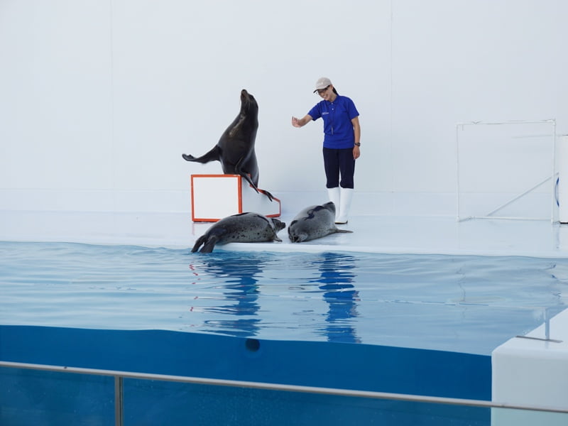 加茂水族館アシカショー