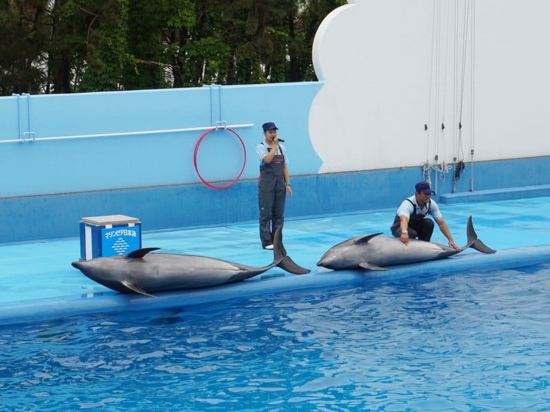 マリンピア日本海イルカショー2