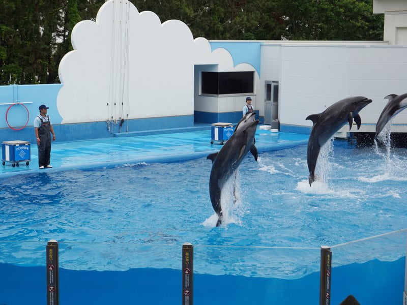 マリンピア日本海イルカショー4