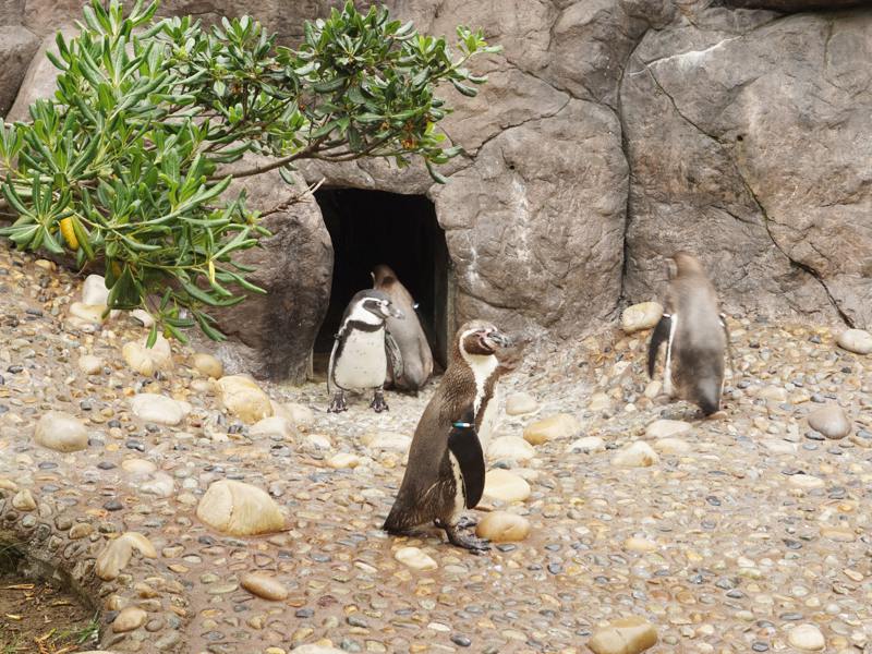 マリンピア日本海ペンギン
