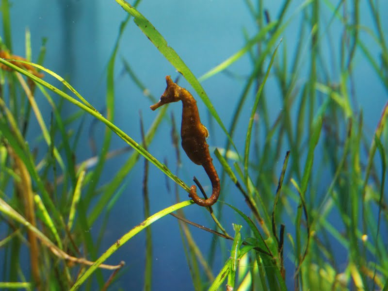 マリンピア日本海展示