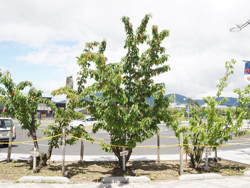 さくらんぼ東根駅さくらんぼの木